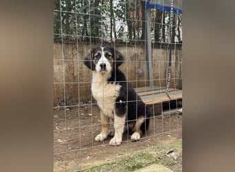 Hund Hündin Welpe Tierschutz Bundesweite Vermittlung