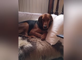 Hund Rüde Tierschutz Bundesweite Vermittlung