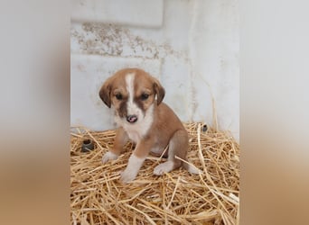 Hund Hündin Welpe Tierschutz Bundesweite Vermittlung