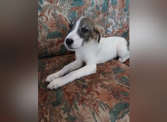 Hund Hündin Welpe Tierschutz Bundesweite Vermittlung