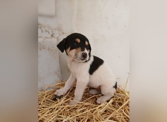 Hund Hündin Welpe Tierschutz Bundesweite Vermittlung