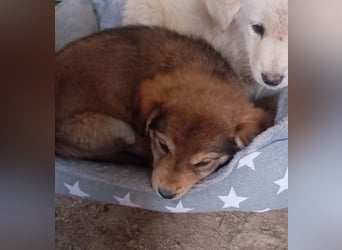 Hund Hündin Welpe Tierschutz Bundesweite Vermittlung