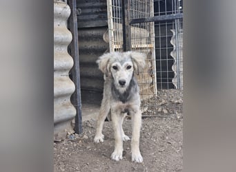 Hund Hündin Welpe Tierschutz Bundesweite Vermittlung