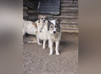 Hund Hündin Tierschutz Bundesweite Vermittlung