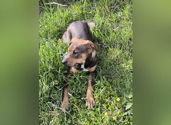 Hund Rüde Welpe Tierschutz Bundesweite Vermittlung