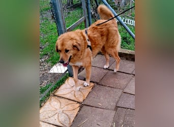 Hund Hündin Tierschutz Bundesweite Vermittlung