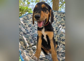 Hund Hündin Welpe Tierschutz Bundesweite Vermittlung