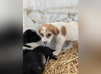 Hund Hündin Welpe Tierschutz Bundesweite Vermittlung