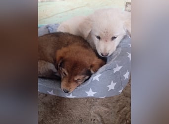 Hund Rüde Tierschutz Welpe Bundesweite Vermittlung
