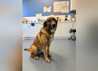 Hund Hündin Tierschutz Kastriert Bundesweite Vermittlung