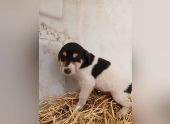 Hund Hündin Welpe Tierschutz Bundesweite Vermittlung