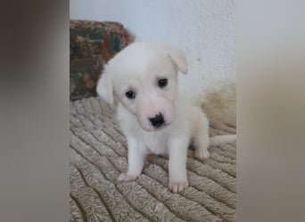 Hund Hündin Welpe Tierschutz Bundesweite Vermittlung