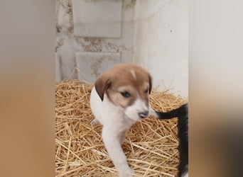 Hund Rüde Tierschutz Welpe Tierschutz Bundesweite Vermittlung