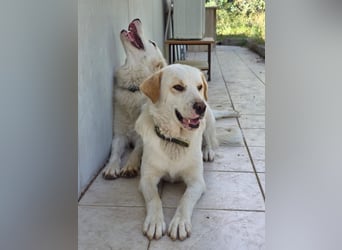 Hund Hündin Kastriert Tierschutz Bundesweite Vermittlung