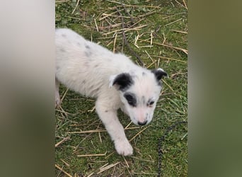 Hund Hündin Welpe Tierschutz Bundesweite Vermittlung