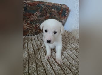 Hund Hündin Welpe Tierschutz Bundesweite Vermittlung