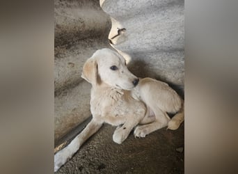 Hund Hündin Welpe Tierschutz Bundesweite Vermittlung