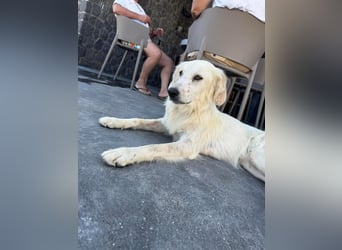 Hund Hündin Tierschutz kastriert Bundesweite Vermittlung