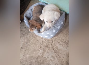 Hund Rüde Tierschutz Welpe Bundesweite Vermittlung