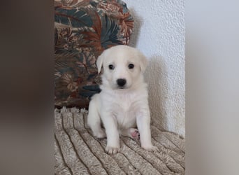 Hund Hündin Welpe Tierschutz Bundesweite Vermittlung