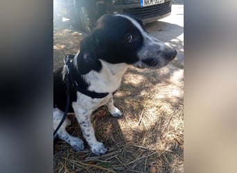 Hund Hündin Welpe Tierschutz Bundesweite Vermittlung