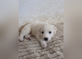 Hund Hündin Welpe Tierschutz Bundesweite Vermittlung