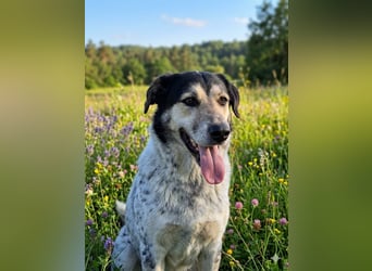 Hund Rüde Tierschutz Bundesweite Vermittlung