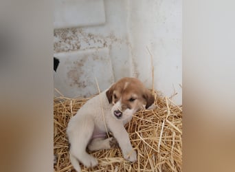 Hund Rüde Tierschutz Welpe Tierschutz Bundesweite Vermittlung
