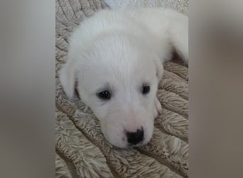 Hund Hündin Welpe Tierschutz Bundesweite Vermittlung