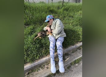 Hund Rüde Welpe Tierschutz Bundesweite Vermittlung