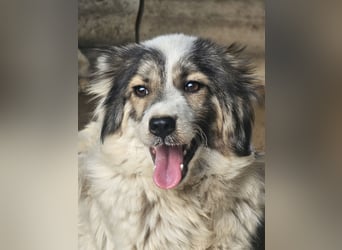 Hund Hündin Tierschutz Bundesweite Vermittlung