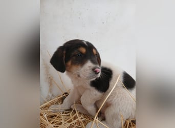 Hund Rüde Welpe Tierschutz Bundesweite Vermittlung