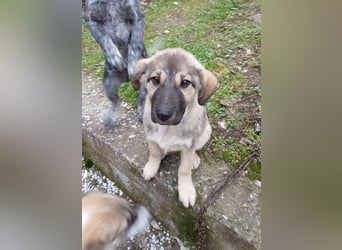 Hund Hündin Welpe Tierschutz Bundesweite Vermittlung