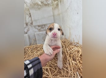 Hund Rüde Tierschutz Welpe Bundesweite Vermittlung