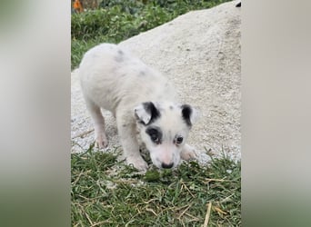 Hund Hündin Welpe Tierschutz Bundesweite Vermittlung