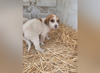 Hund Hündin Welpe Tierschutz Bundesweite Vermittlung