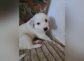 Hund Hündin Welpe Tierschutz Bundesweite Vermittlung