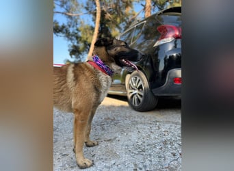 Hund Hündin Tierschutz Kastriert Bundesweite Vermittlung