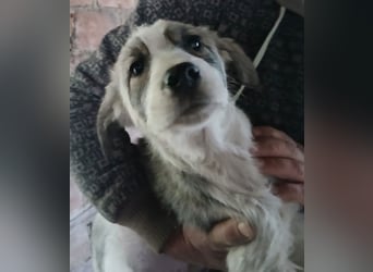 Hund Hündin Welpe Tierschutz Bundesweite Vermittlung