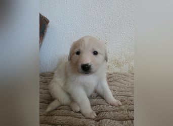 Hund Hündin Welpe Tierschutz Bundesweite Vermittlung