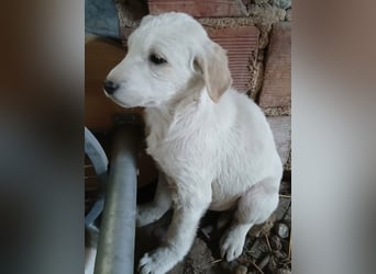 Hund Hündin Welpe Yaila Tierschutz Bundesweite Vermittlung