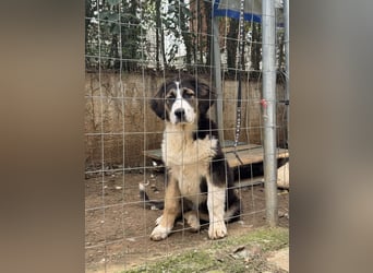Hund Hündin Welpe Tierschutz Bundesweite Vermittlung