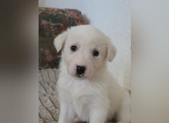 Hund Hündin Welpe Tierschutz Bundesweite Vermittlung