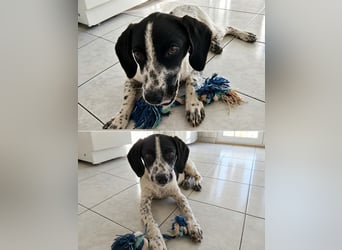 Hund Hündin Welpe Tierschutz Bundesweite Vermittlung