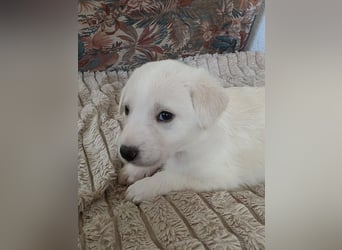 Hund Hündin Welpe Tierschutz Bundesweite Vermittlung