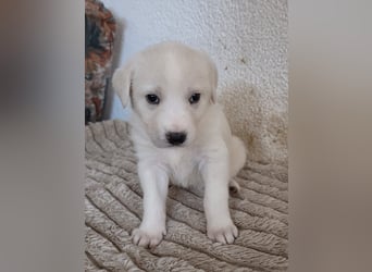 Hund Hündin Welpe Tierschutz Bundesweite Vermittlung