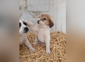 Hund Rüde Tierschutz Welpe Tierschutz Bundesweite Vermittlung