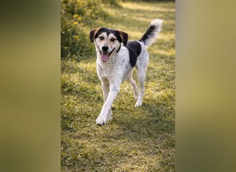 Hund Rüde Tierschutz Bundesweite Vermittlung