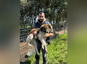 Hund Rüde Tierschutz Bundesweite Vermittlung