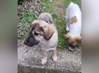 Hund Hündin Welpe Tierschutz Bundesweite Vermittlung